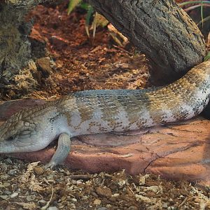 Eastern blue-tongued skink (Tiliqua scincoides scincoides), 2022-07-16