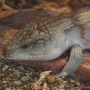 Eastern blue-tongued skink (Tiliqua scincoides scincoides), 2022-07-16