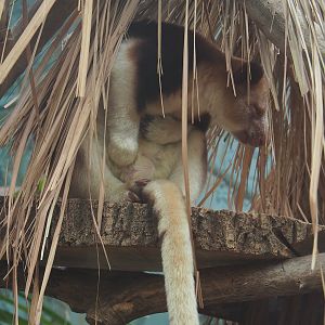 Goodfellow's tree kangaroo (Dendrolagus goodfellowi buergersi), 2022-07-16