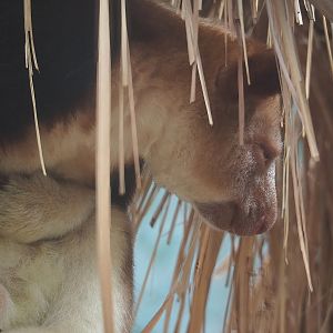 Goodfellow's tree kangaroo (Dendrolagus goodfellowi buergersi), 2022-07-16