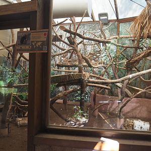 Goodfellow's tree kangaroo exhibit, 2022-07-16