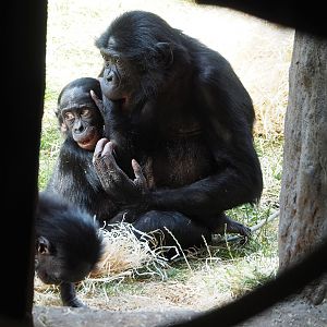 Bonobos (Pan paniscus), 2022-07-16