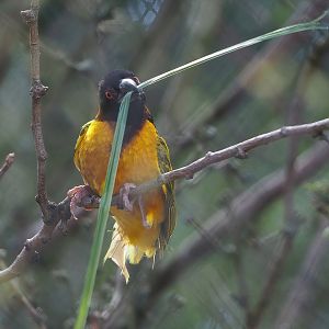 Village weaver (Ploceus cucullatus), 2022-07-16