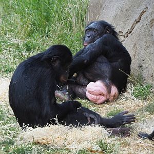 Bonobos (Pan paniscus), 2022-07-16