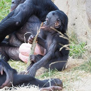 Juvenile Bonobo (Pan paniscus), 2022-07-16