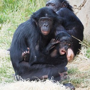 Bonobos (Pan paniscus), 2022-07-16