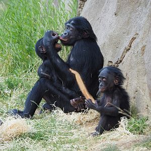 Bonobos (Pan paniscus), 2022-07-16