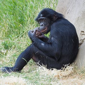 Bonobo (Pan paniscus), 2022-07-16