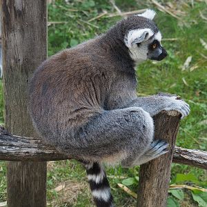 Ring-tailed lemur (Lemur catta), 2022-07-16