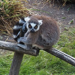 Ring-tailed lemur (Lemur catta), 2022-07-16