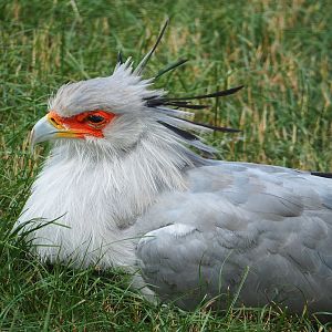 Secretary bird (Sagittarius serpentarius), 2022-07-16