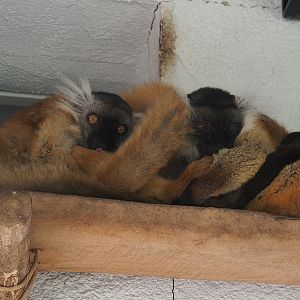 Black lemurs (Eulemur macaco), 2022-07-16