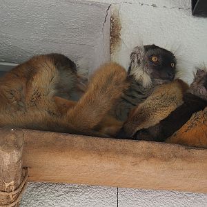 Black lemurs (Eulemur macaco), 2022-07-16