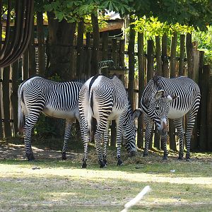 Grévy's zebras (Equus grevyi), 2022-07-16