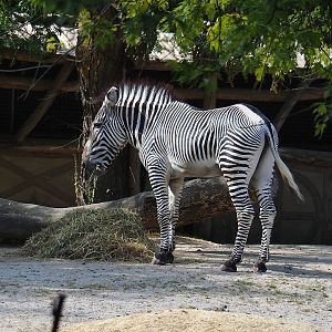 Grévy's zebra (Equus grevyi), 2022-07-16