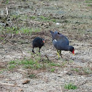 Wild Eurasian common moorhen (Gallinula chloropus chloropus) with chick, 2022-07-16