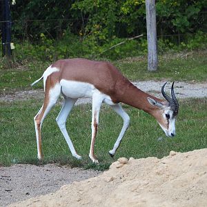 Mhorr gazelle (Nanger dama mhorr), 2022-07-16