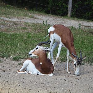 Mhorr gazelles (Nanger dama mhorr), 2022-07-16