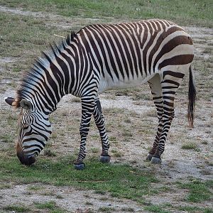 Hartmann's mountain zebra (Equus zebra hartmannae), 2022-07-16