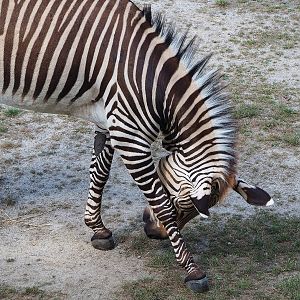 Hartmann's mountain zebra (Equus zebra hartmannae), 2022-07-16