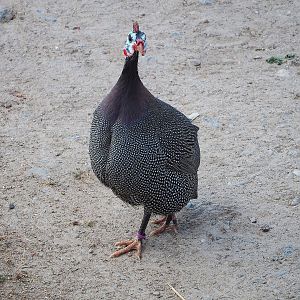 Helmeted guineafowl (Numida meleagris), 2022-07-16