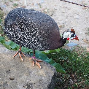 Helmeted guineafowl (Numida meleagris), 2022-07-16