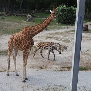 Kordofan giraffe (Giraffa camelopardalis antiquorum) and Hartmann's mountain zebra (Equus zebra hartmannae), 2022-07-16