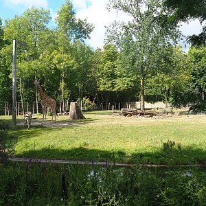 Part of Kordofan giraffe, Mhorr gazelle, Hartmann's mountain zebra and Helmeted guineafowl savanna exhibit, 2022-07-16