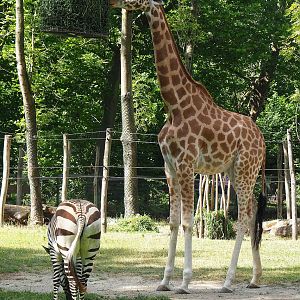 Kordofan giraffe (Giraffa camelopardalis antiquorum) and Hartmann's mountain zebra (Equus zebra hartmannae), 2022-07-16