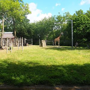 Part of Kordofan giraffe, Mhorr gazelle, Hartmann's mountain zebra and Helmeted guineafowl savanna exhibit, 2022-07-16