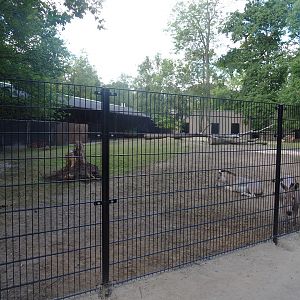 Somali wild ass paddock, 2022-07-16