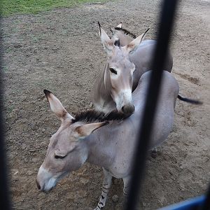 Somali wild asses (Equus africanus somaliensis), 2022-07-16