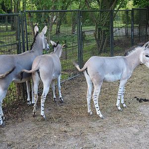 Somali wild asses (Equus africanus somaliensis), 2022-07-16