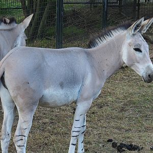 Somali wild ass (Equus africanus somaliensis), 2022-07-16