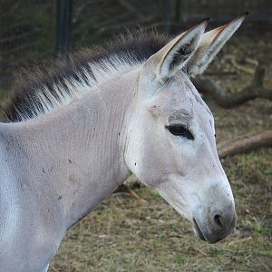 Somali wild ass (Equus africanus somaliensis), 2022-07-16