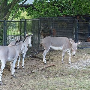 Somali wild asses (Equus africanus somaliensis), with Mountain bongos in the background, 2022-07-16