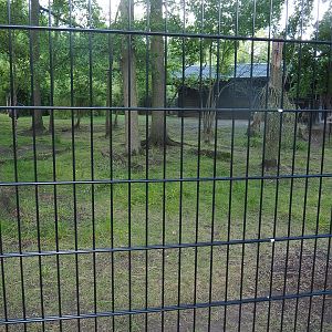Mountain bongo and Kirk's dik-dik paddock with new fencing, 2022-07-16