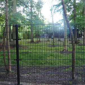 Mountain bongo and Kirk's dik-dik paddock with new fencing, 2022-07-16