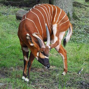 Mountain bongo (Tragelaphus eurycerus isaaci), 2022-07-16