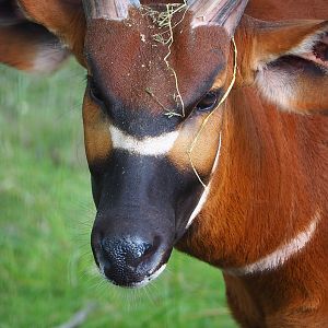 Mountain bongo (Tragelaphus eurycerus isaaci), 2022-07-16