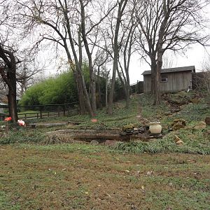Caribbean & Chilean Flamingo Exhibit w/ Black Bellied Whistling Duck