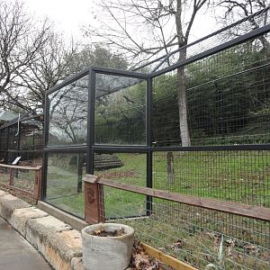American Black Bear Exhibit 1