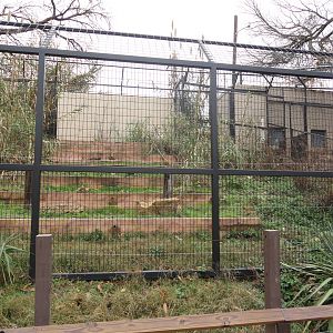 American Black Bear Exhibit 2