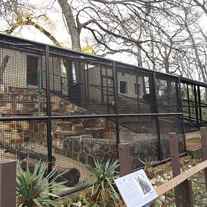 American Black Bear Exhibit 3 (&4 in Background)