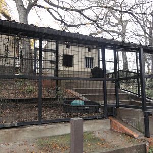 American Black Bear Exhibit 4