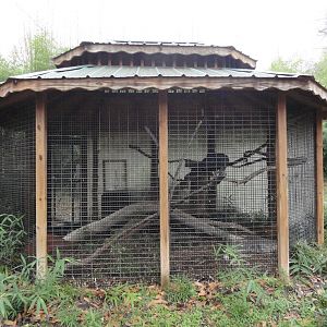 Black Vulture Exhibit