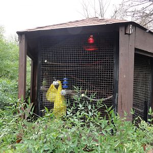 Blue Crowned Conure Exhibit