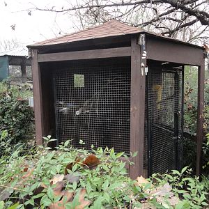 Yellow Naped Amazon Exhibit