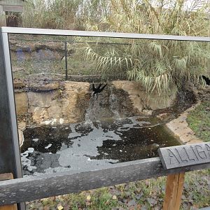 American Alligator Pond (Left Side of Exhibit)