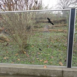 American Alligator Exhibit (Right Side of Exhibit)